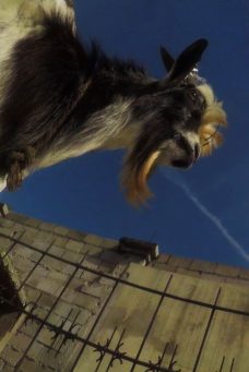 GEDE VIZYON Afiş Resmi