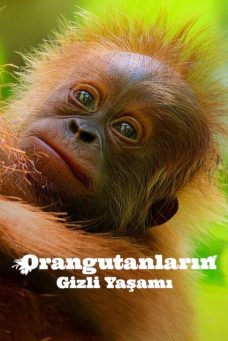 Orangutanların Gizli Yaşamı Afiş Resmi
