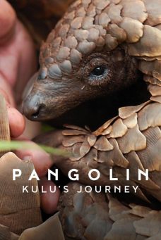 Pangolin: Kulu’nun Yolculuğu Afiş Resmi